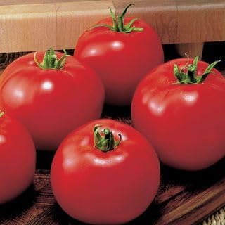 Park Seed Variety of Tomato Seeds, Planting Vegetables, Easy to Grow, Non-GMO, Perfect for Harvesting, MoneyMaker, Pack of 20 by ParkSeed