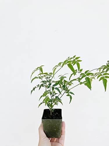Pink Jasmine Plant Live, Fragrant Jasminum Polyanthum Vine, 2-Inch Pot - Image 5