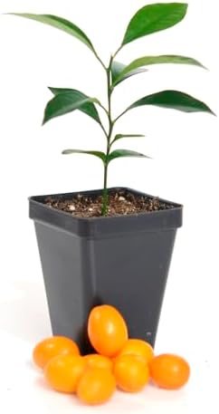 Kumquat Tree Starter Plant. Fortunella Margarita. 3" - 5" - Image 2