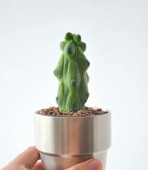 Live Boobie Cactus Plant 5~6 inches Tall (Myrtillocactus geometrizans ‘Fukurokuryuzinboku’) – Rare Collector Plant/Bare Root - Image 6