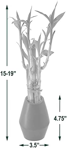 Arcadia Garden Products 5-Stem Lucky Bamboo, Live Indoor Plant in Dimension II Ceramic Planter for Home, Work, or Gift, Tan ***Cannot Ship to Hawaii*** - Image 4