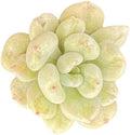 Sprout N Green Echeveria Bill Gates sp., Live Succulent Plant in 2" Pot by SproutNGreen