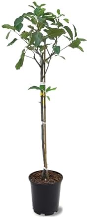 American Plant Exchange Live Gala Apple Tree, Fruit-Bearing Plant Pot for Harvest and Home and Garden Decor, 2-3' Tall, 1-Gallon Pot - Image 2