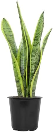 Live Snake Plant, Sansevieria trifasciata Laurentii, Fully Rooted Indoor House Plant in Pot, Mother in Law Tongue Sansevieria Plant, Potted Succulent Plants, Sansevieria laurentii by Plants for Pets by PlantsforPets