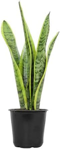 Live Snake Plant, Sansevieria trifasciata Laurentii, Fully Rooted Indoor House Plant in Pot, Mother in Law Tongue Sansevieria Plant, Potted Succulent Plants, Sansevieria laurentii by Plants for Pets by PlantsforPets