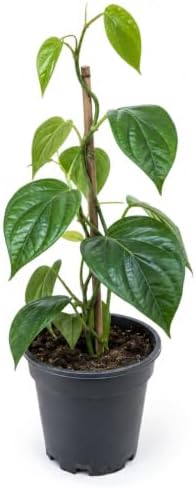 2 Black Pepper Live Plant Piper Nigrum Herb 4-6in Tall Spice Plant (2 Pack) - Image 5