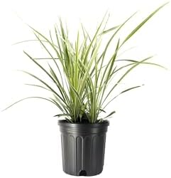 Aztec Grass - 2 Gallon Size Plants - Live Variegated Liriope - Ophiopogon Intermedius Argenteomarginatus by FloridaFoliage