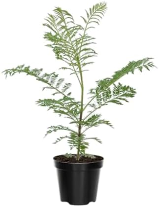 Blue Jacaranda Tree Live Plant, Flowering Tree, 5-7 Inch Tall - Image 5