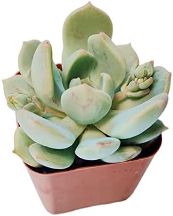 Live Succulent Cactus Plants from USKC (2" Pot) (Echeveria Moonglow) - Image 4
