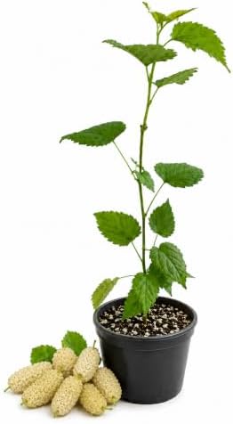 3 White Mulberry Trees 8-16" in 3.5in Pot Live Plants Morus alba (3 Pack) - Image 2