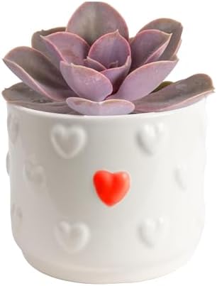 Costa Farms Succulents, Live Indoor Plant, Easy Care, Home Decor by Unknown