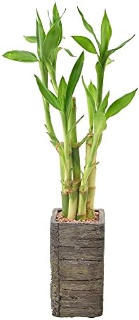 Arcadia Garden Products LV25 5-Stem Lucky Bamboo, Live Indoor Plant in Aged Wood Planter for Home, Work, or Gift, Dark ***Cannot Ship to Hawaii** - Image 3