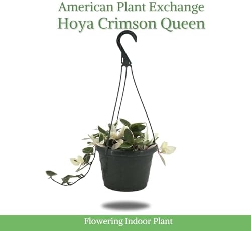 American Plant Exchange Hoya Krimson Queen, 8-Inch Hanging Basket, Flowering Indoor Houseplant, Live Wax Plant, Cascading Pink and White Foliage - Image 2