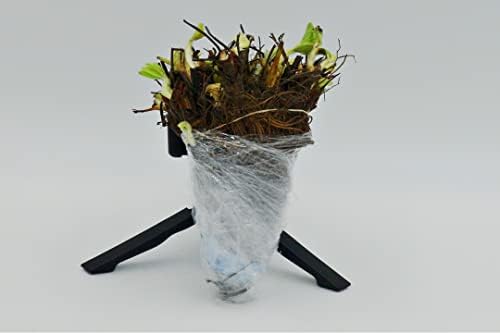 Greenwood Nursery: Live Berry Fruit Plants - Cardinal Strawberry - [Qty: 100 Bare Roots] - (Click for Other Available Plants/Quantities) - Image 3