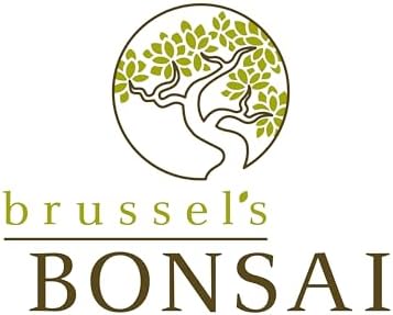 Brussel's Bonsai - Medium Juniper Live Bonsai Tree, Potted Outdoor Plant - Image 5