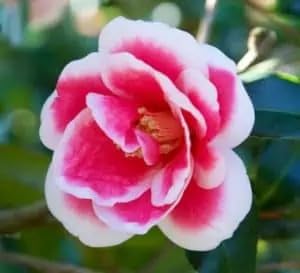 Christmas Carol Camellia Plant, Semi-Weeping Habit, Red and White Blooms, 1 Gallon by Unknown