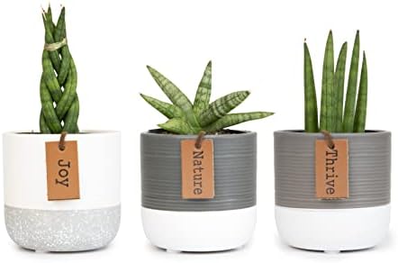 Snake Plant Live House Plants Indoors Live (3 Pack), Succulent Plants Live Houseplants, Gardening Gifts for Plant Lovers, Potting Soil Planters for Indoor Plants, Plant Lover Gifts by Plants for Pets - Image 5