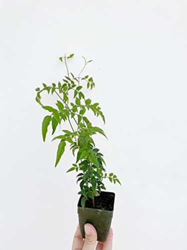Pink Jasmine Plant Live, Fragrant Jasminum Polyanthum Vine, 2-Inch Pot - Image 7