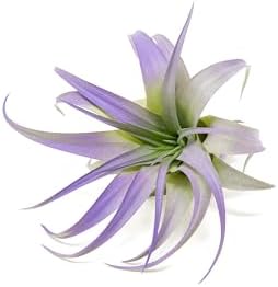 Purple Colorful Tillandsia Air Plants - Long Lasting Color Enhanced Live Tillandsia Succulent House Plants - Home and Garden Decor - Easy Care Indoor and Outdoor (Brachycaulos Abdita, Pack of 3) - Image 2