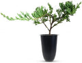 Juniper Bar Harbor - 50 Live Plants - Juniperus Horizontalis - Drought Tolerant Cold Hardy Evergreen Ground Cover by FloridaFoliage