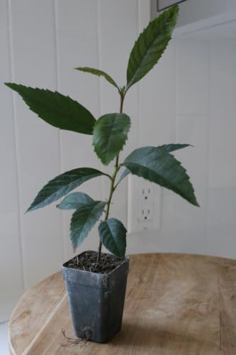 Bronze Loquat Tree Live, Eriobotrya Deflexa, 2-Inch Pot, 2-Pack - Image 6