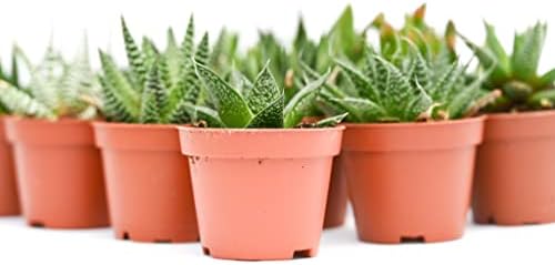 Live Indoor Succulent Plants – 2-inch Assorted Small Succulent – Real Fully Rooted Indoor Succulent Plants (12) - Image 4