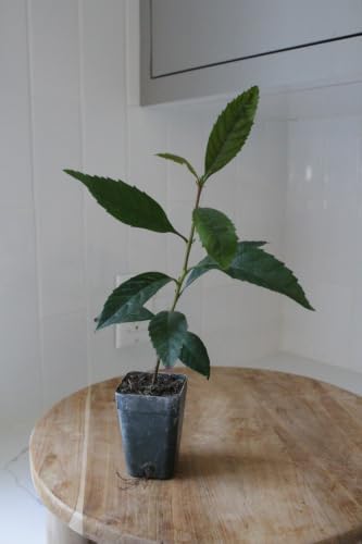 Bronze Loquat Tree Live, Eriobotrya Deflexa, 2-Inch Pot, 2-Pack - Image 5