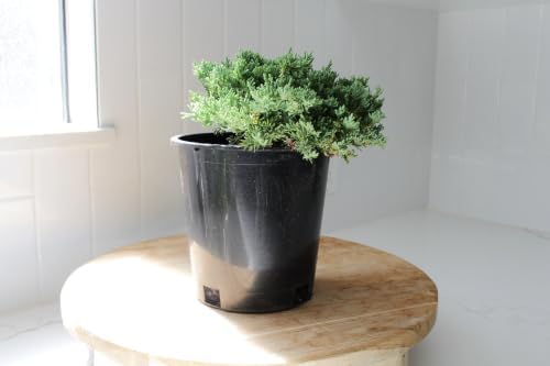 Green Mound Juniper Live, Juniperus Procumbens Nana, 1-Gallon Pot, 2-Pack - Image 2