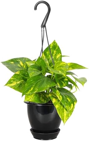 Live Golden Pothos, Indoor Vining Plant, Easy to Grow, 4" Pot by ThorsensGreenhouse