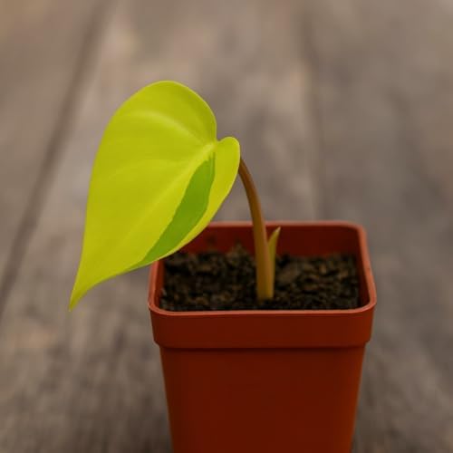 Limefire Philodendron Live Indoor Plant - Brasil Philodendron – Live Starter Plant in 2 Inch Pot - Striking Variegated Foliage with Bold Yellow-Green Centers - Image 2