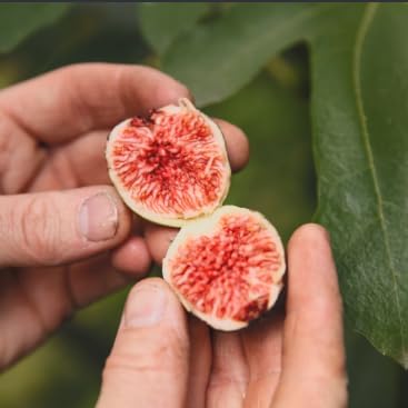 Little Miss Figgy Fig Tree Live Plant – Ficus carica ‘Little Miss Figgy’ – Dwarf Hardy Fig – Sweet Fruit – Compact Patio Fig – 2.5 Inch Pot by Japanese+Maples+and+Evergreens
