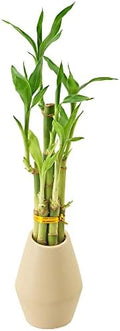 Arcadia Garden Products 5-Stem Lucky Bamboo, Live Indoor Plant in Dimension II Ceramic Planter for Home, Work, or Gift, Tan ***Cannot Ship to Hawaii*** by Unknown
