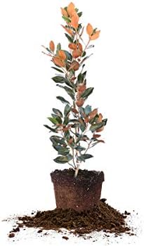 Perfect Plants Little Gem Magnolia Tree, 3-4 ft, Live Plant by PerfectPlantsNursery