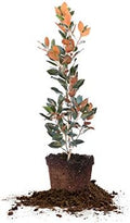 Perfect Plants Little Gem Magnolia Tree, 3-4 ft, Live Plant by PerfectPlantsNursery