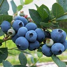 Blueray Blueberry Bush Live Plant, 2.5 Qt Pot, Extra-Large Sweet Berries, Cold Hardy - Image 2
