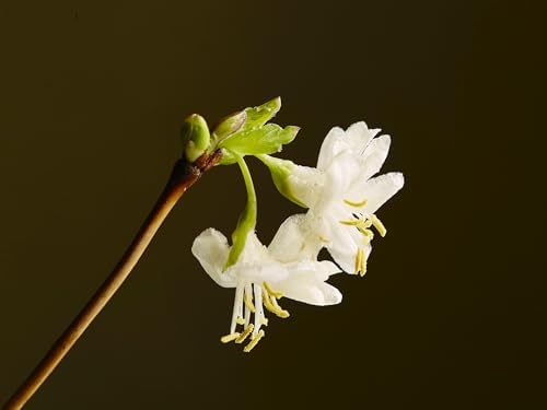 Greenwood Nursery: Live Shrub Plants - Winter Honeysuckle + Lonicera Fragrantissima - [Qty: 3X 3.5 Pots] - (Click for Other Available Plants/Quantities) - Image 3