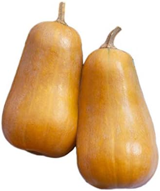 Park Seed Honeybaby Hybrid Butternut Squash, Pack of 20 by ParkSeed