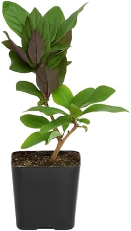 Purple Honeysuckle Plant Live, Fragrant Lonicera Japonica Vine, 2-Inch Pot - Image 2