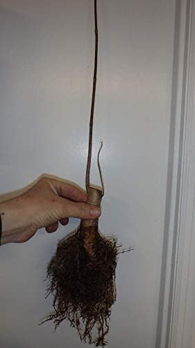 Catalpa speciosa, 2-3 Year Old Stubby Bonsai,Northern Catalpa, Cigar Tree - Image 4