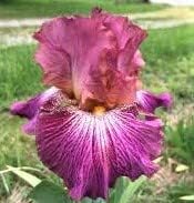 Pink Beauty Mix Tall Bearded Iris Plant, Root, Rhizome, Bulb - Image 2