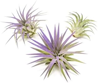 Purple Colorful Tillandsia Air Plants - Long Lasting Color Enhanced Live Tillandsia Succulent House Plants - Home and Garden Decor - Easy Care Indoor and Outdoor (Ionantha Rubra, Single) - Image 2