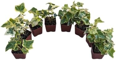 Gold Child English Ivy Plants, Set of 8, Hardy Groundcover, 2 1/4" Pot by Unknown