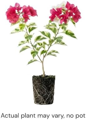 Set 2 Red to Pink Bougainvillea Live Plant 5-7 Inch Tall - Image 3
