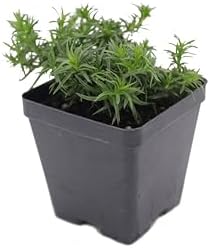 Greenwood Nursery: Live Ground-Cover Plants - White Creeping/Moss Phlox + Subulata - [Qty: 5X Pint Pots] - (Click for Other Available Plants/Quantities) - Image 3