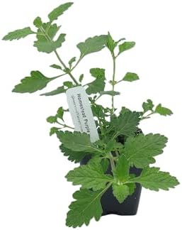 Greenwood Nursery: Live Perennial Plants - 'Homestead Purple' + Verbena Canadensis - [Qty: 10x Pint Pots] - (Click for Other Available Plants/Quantities) - Image 3