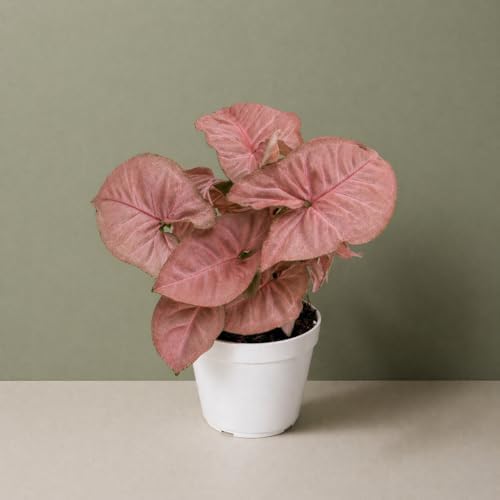 Syngonium Strawberry Live Plant, Pink Syngonium Indoor Plant, Live Houseplant, Easy Care Low Maintenance Plant, Indoor Plants for Home Decor and Room Decor - Image 3