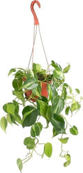 Shop Succulents Brasil Philodenron Heartleaf Hanging Plant, Live Indoor Plant, Easy Care Hanging Ivy Houseplant in Nursery Pot, Air Purifying Plant in Soil, Housewarming, Home Décor, Trails 2-4 Feet by ShopSucculents