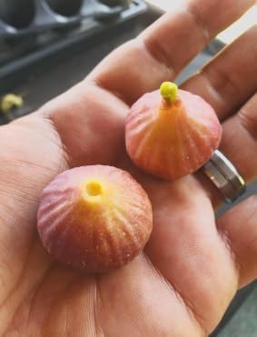 Ficus carica ‘Little Ruby’ Dwarf Fig Tree – Compact Hardy Fig – Sweet Amber Mauve Fruit – Strawberry Pink Center – Great for Containers & Bonsai - Image 3
