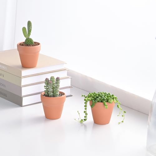 2-in String of Pearls Live Succulent Plants, Easy Care & Drought Tolerant - Image 3