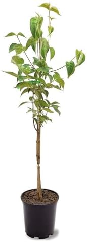 White Dogwood Tree, 1 gal Nursery Pot by Unknown